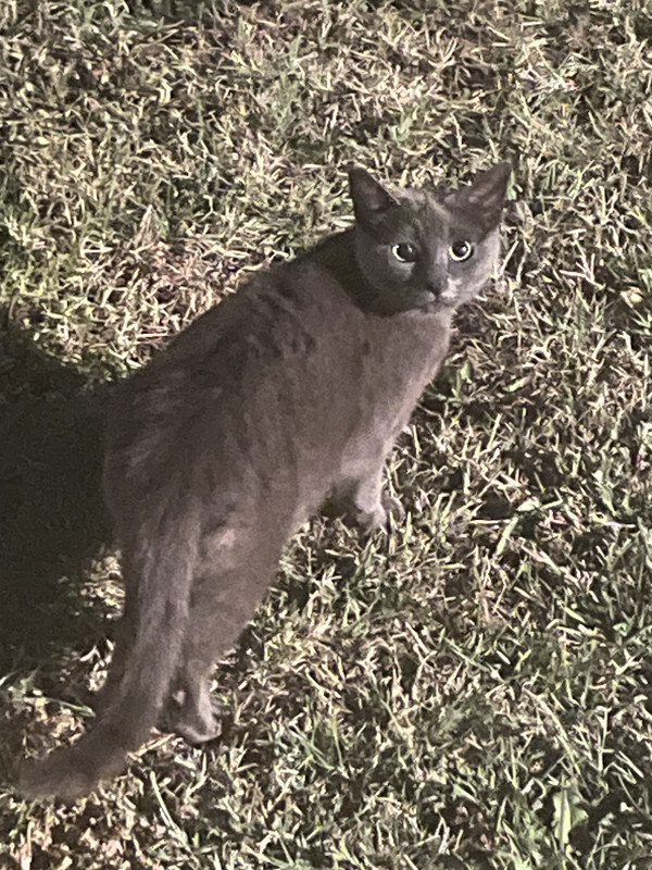 What do you think this cat is thinking here. Funny or cute answers only?