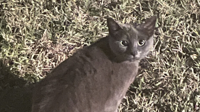 What do you think this cat is thinking here. Funny or cute answers only?