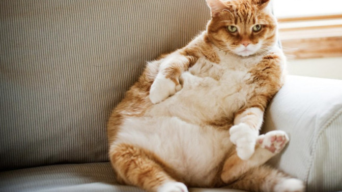 Am I wrong to think putting a treatable diabetic cat down is evil?
