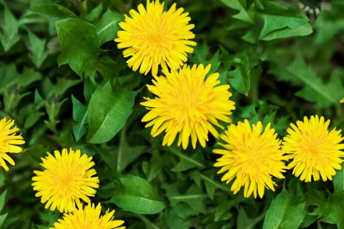 Natural liver cleanser, acid, nutrients. Tastes good with salad...