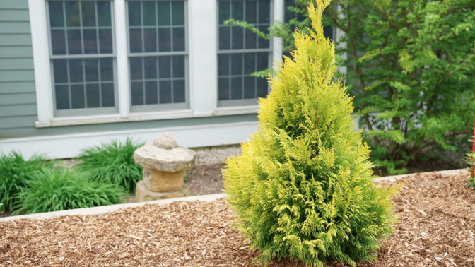 Which golden arborvitae should I buy and why is it the best?