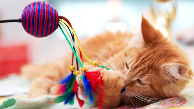 To everyone who has a cat, what toys do your cat like?
