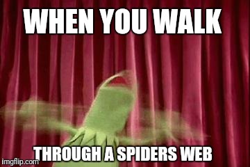 Ever accidentally walked into a spider web and felt super creeped out?