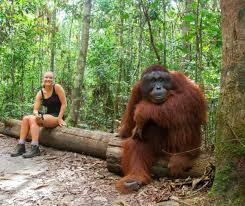If we taught apes to build and create, would they evolve faster like humans?