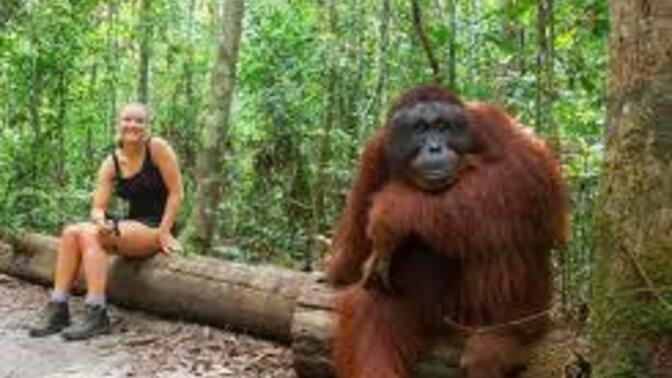 If we taught apes to build and create, would they evolve faster like humans?