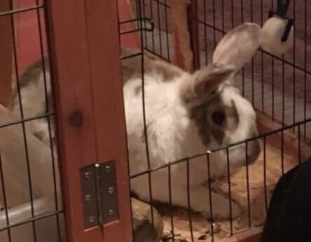 Pros cons if you've ever had a pet rabbit/s?