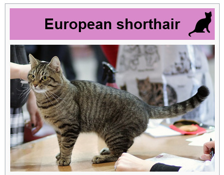 When you think of a default “cat” what kind of cat do you picture?