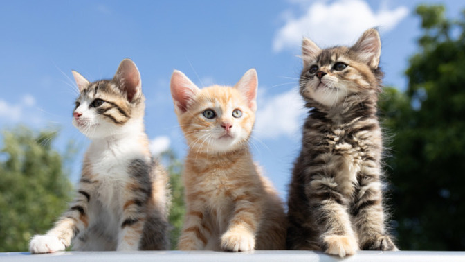 When you think of a default “cat” what kind of cat do you picture?