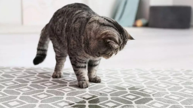 Is rubbing a cat’s nose in their pee considered animal abuse?