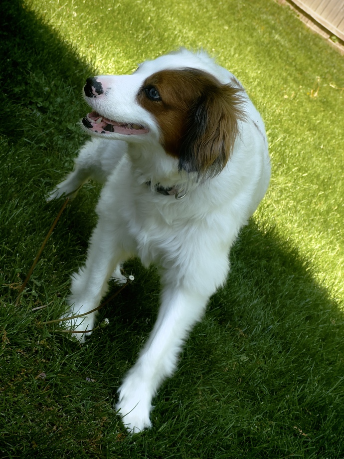 Isnt she the most beautiful dog ever?