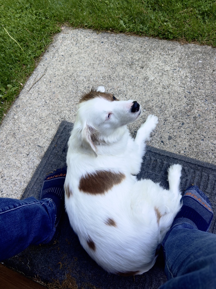 Isnt she the most beautiful dog ever?