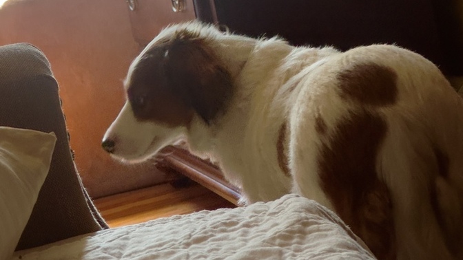 Isn't she the most beautiful dog ever?