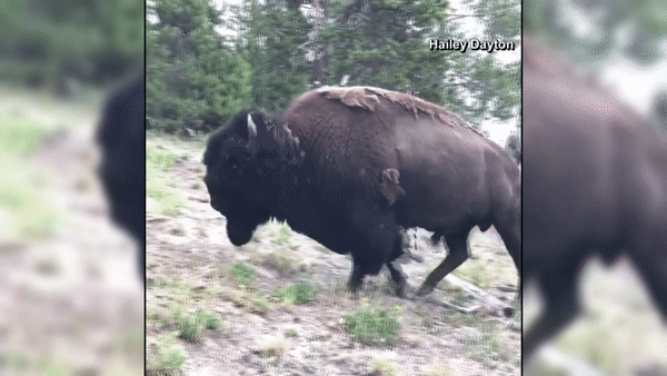 Would you ever ride a raging bull professionally for money even if that means risking your life?