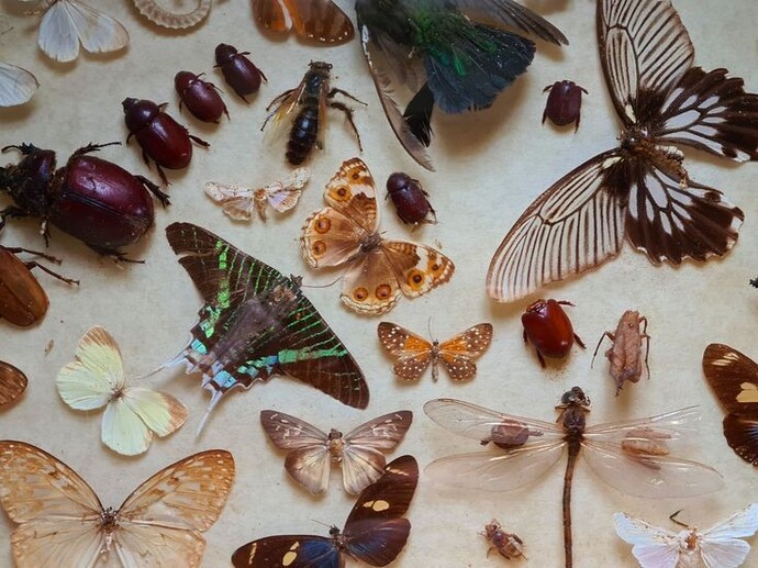 Do you have a strange/unusual collection? If yes, what do you collect?