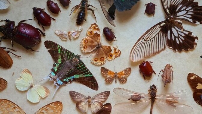 Do you have a strange/unusual collection? If yes, what do you collect?
