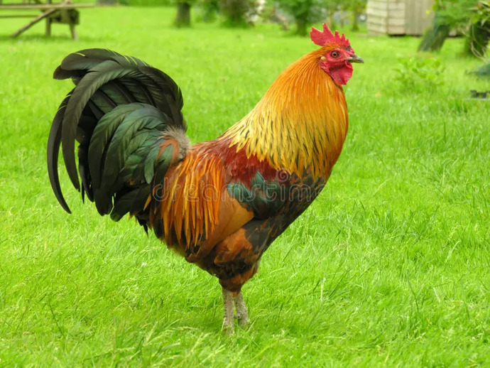 Here is my current cock picture
