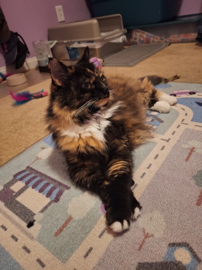 Do you know what breed my cat is?