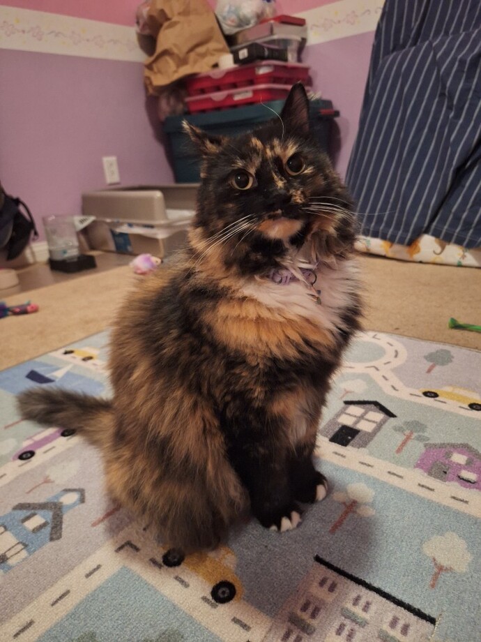 Do you know what breed my cat is?