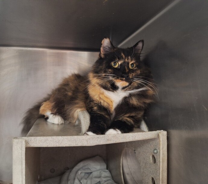 Do you know what breed my cat is?