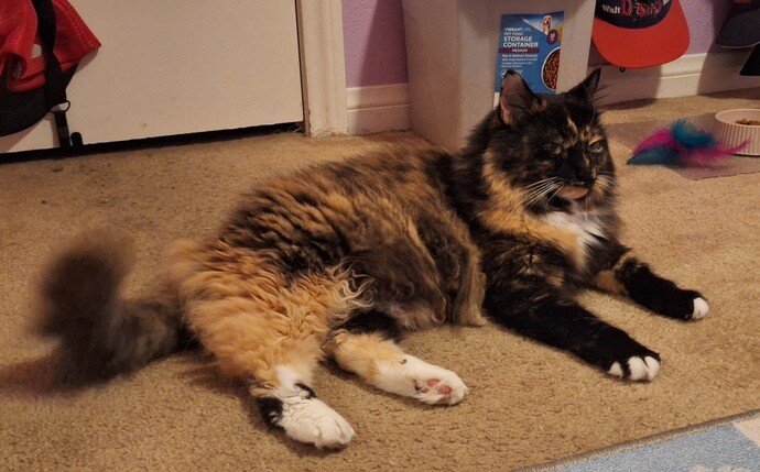 Do you know what breed my cat is?