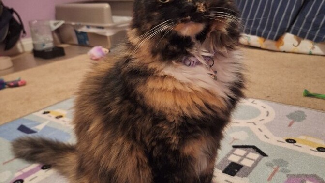 Do you know what breed my cat is?
