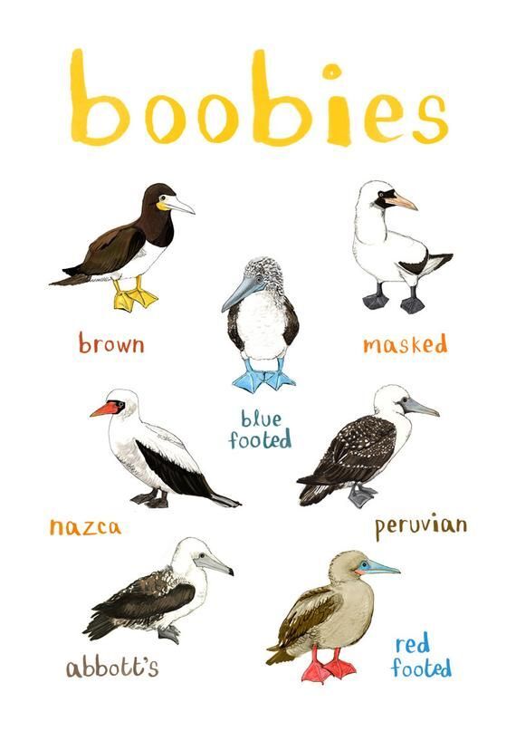 What is your favorite of these Tits and Boobies?