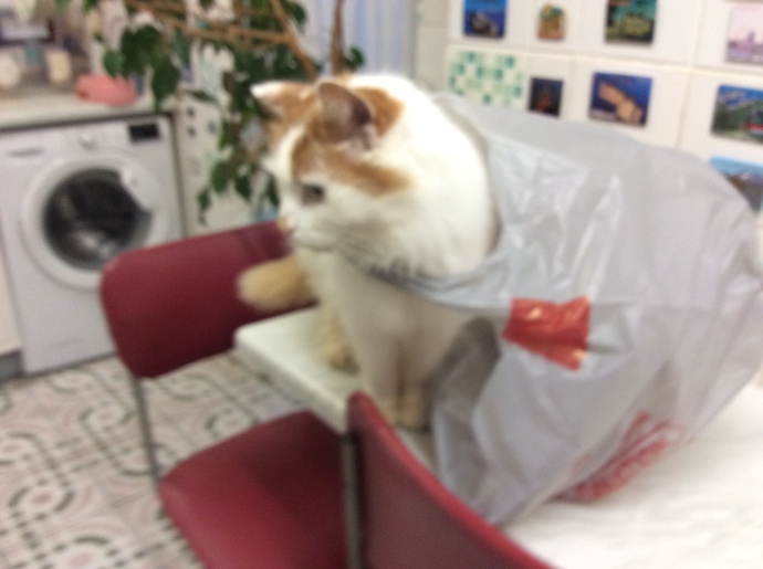 Do you have any cats, if so what are they like?