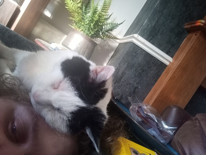 Do you have any cats, if so what are they like?