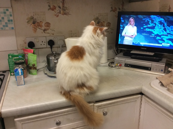 Do you have any cats, if so what are they like?