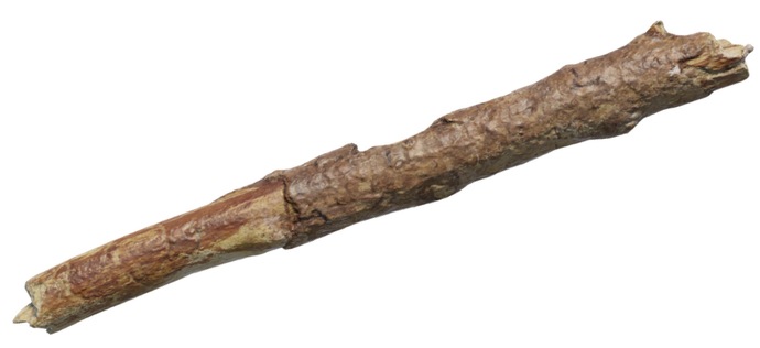 You Are On An Adventurous Journey In The Woods & You See A Few Sticks, Which One Of The Following Would You Pick Up?