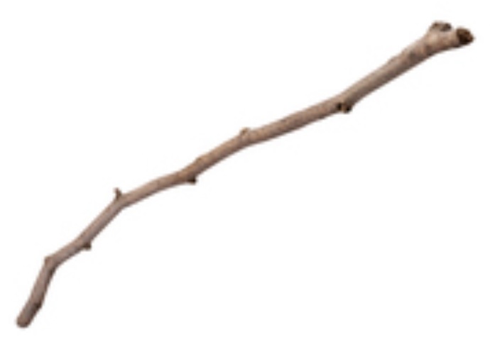 You Are On An Adventurous Journey In The Woods & You See A Few Sticks, Which One Of The Following Would You Pick Up?