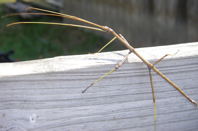 You Are On An Adventurous Journey In The Woods & You See A Few Sticks, Which One Of The Following Would You Pick Up?
