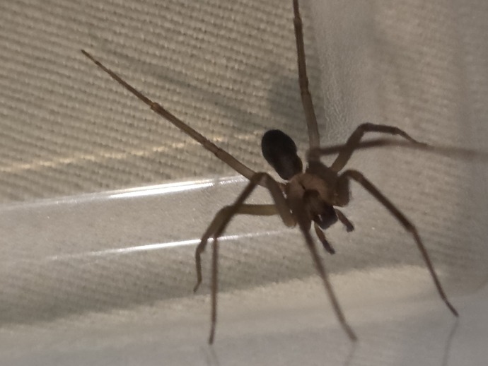 What would you do if this creepy little bug crawled up your arm?