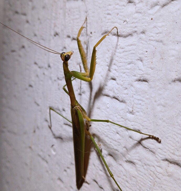 What would you do if this creepy little bug crawled up your arm?