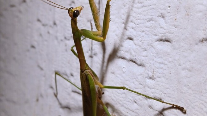 What would you do if this creepy little bug crawled up your arm?