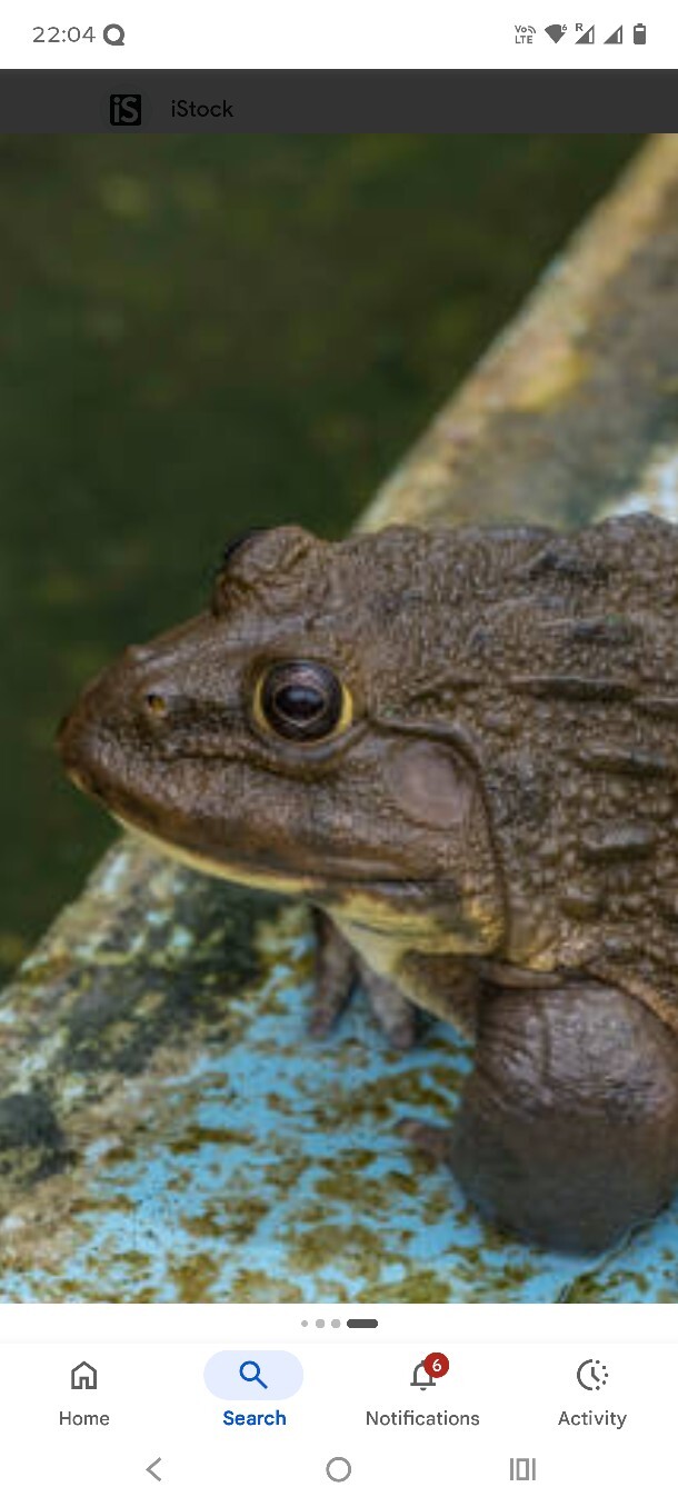 Are there other animals like Thailand’s ‘fck you’ frog that sound like they’re swearing?