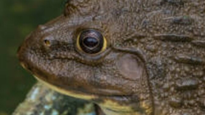 Are there other animals like Thailand’s ‘fck you’ frog that sound like they’re swearing?