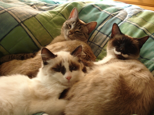 Why does my cat suddenly love sleeping in my bed during the day?