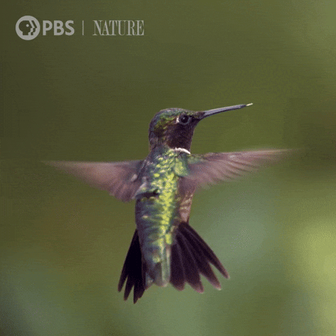 Would you rather own a pair of wings or a flying broom?