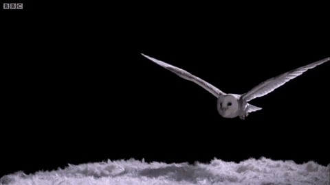 Would you rather own a pair of wings or a flying broom?