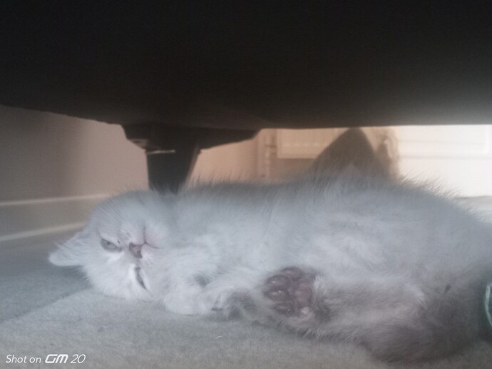 Is This Normal for a New Kitten?