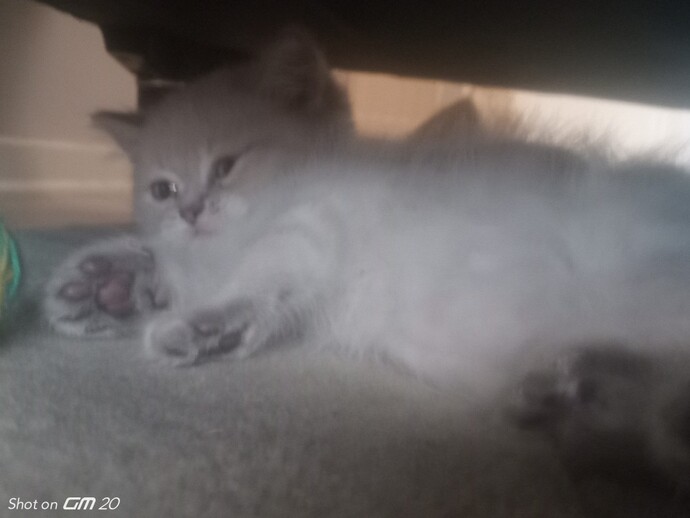 Is This Normal for a New Kitten?