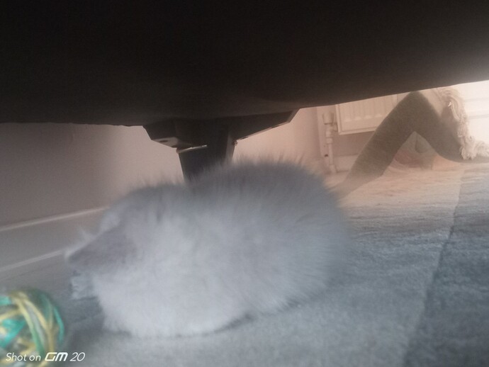 Is This Normal for a New Kitten?