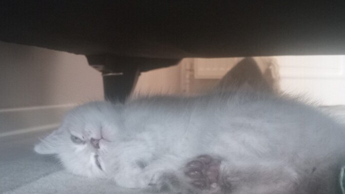 Is This Normal for a New Kitten?