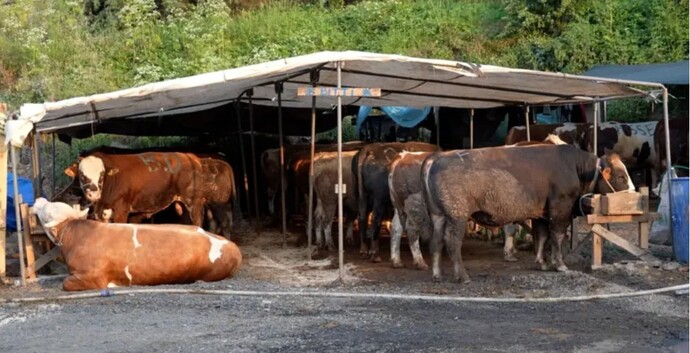 What do you think about Muslims sacrificing animals?