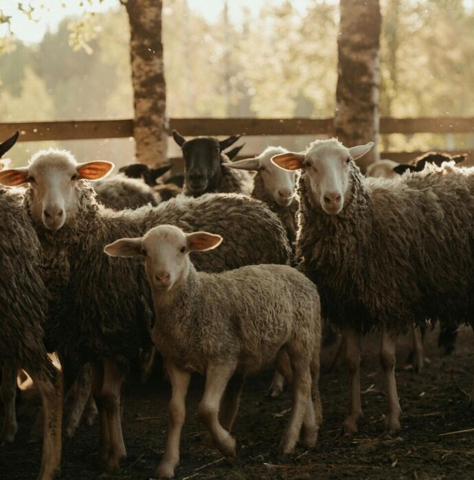 What do you think about Muslims sacrificing animals?