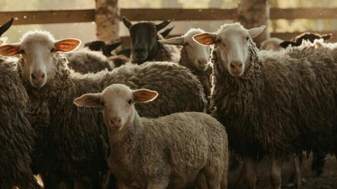 What do you think about Muslims sacrificing animals?