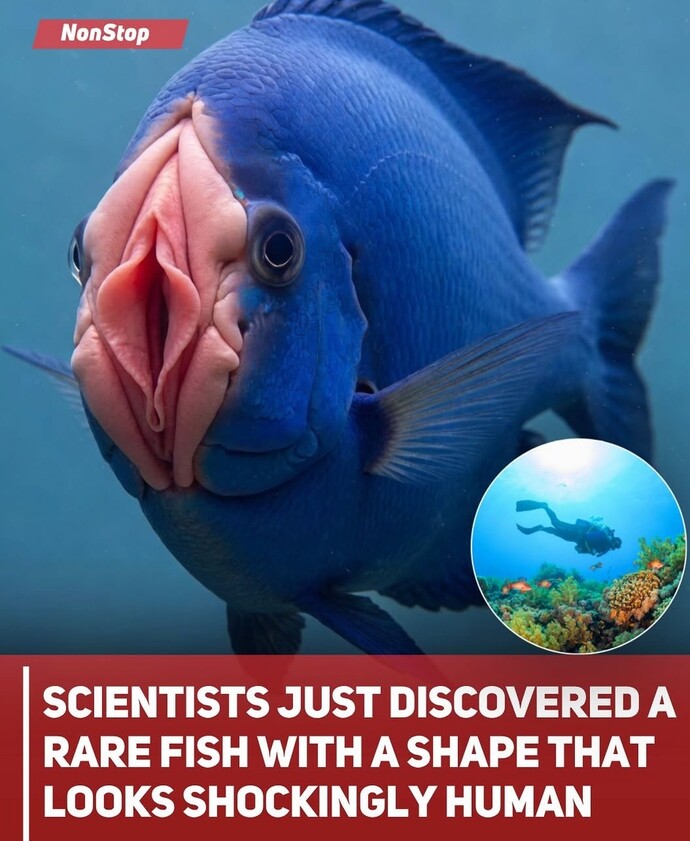 Would you actually eat this fish or not?