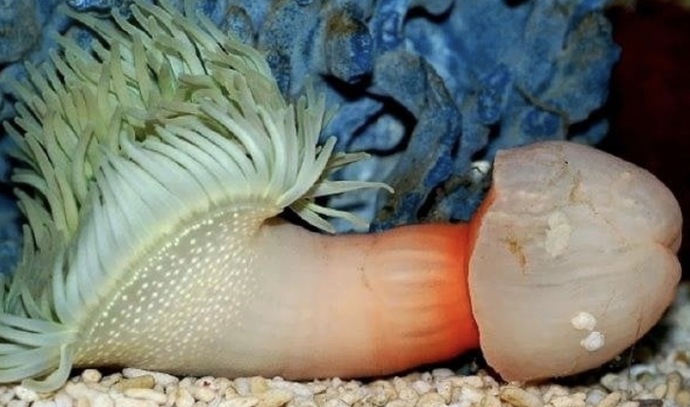 Would you actually eat this fish or not?