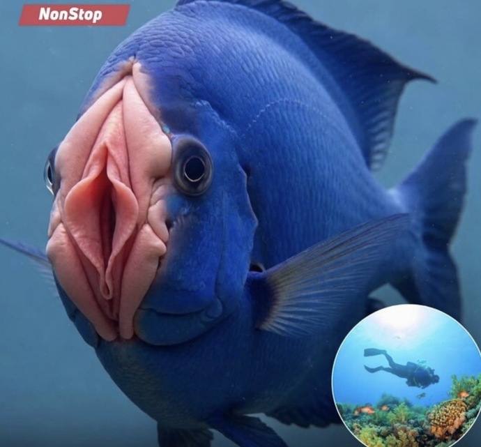 Would you actually eat this fish or not?